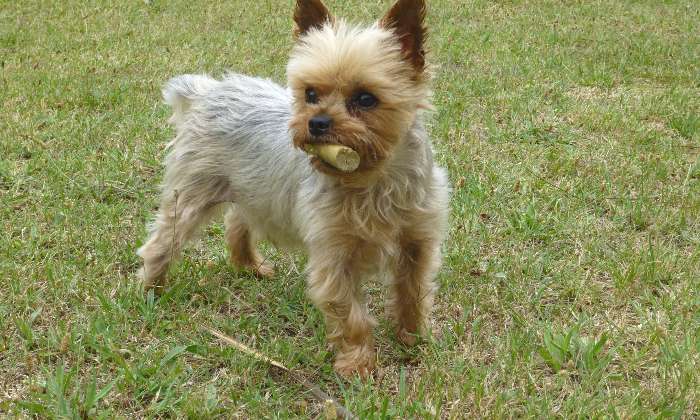 Puzzle un chien