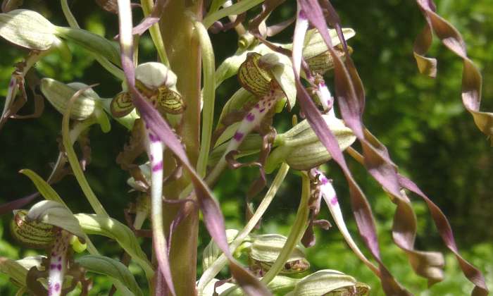 Puzzle Orchidée