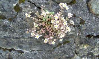 Puzzle 13201 - Sedum