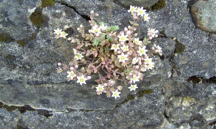 Puzzle Sedum