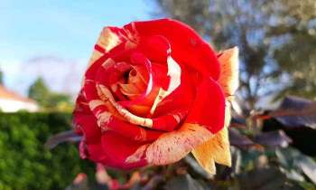 Puzzle 5410 - rose fleurie en automne