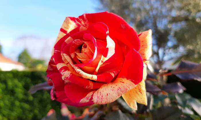 Puzzle rose fleurie en automne