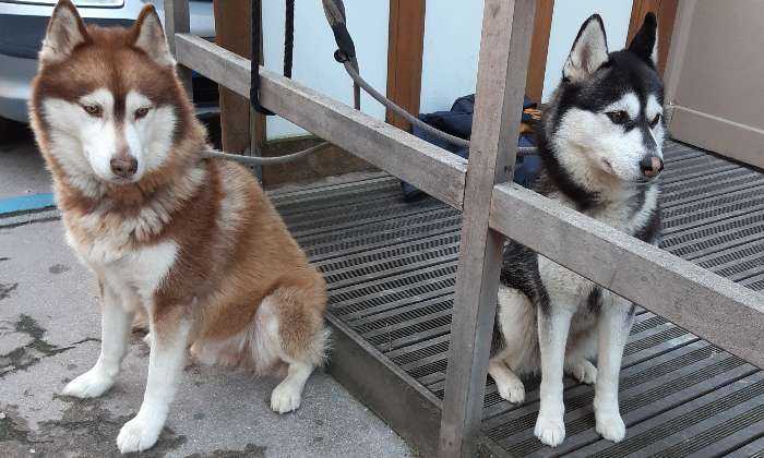 Puzzle Beaux chiens
