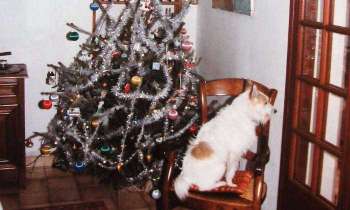 Puzzle 5423 - Le sapin de Noël