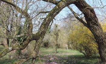 Puzzle 14126 - Saule après la tempête