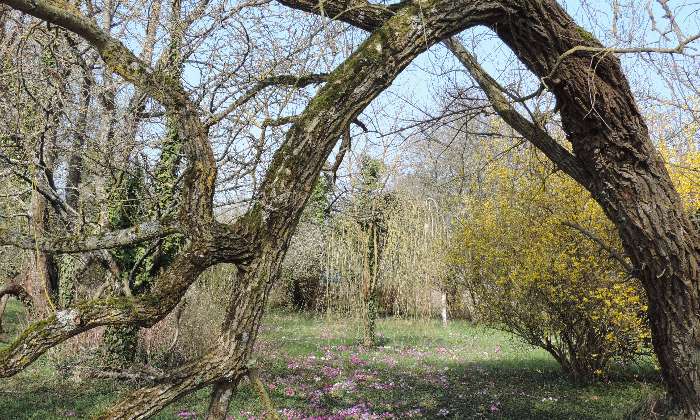 Puzzle Saule après la tempête - Paysages & Fleurs - Absolu Puzzle