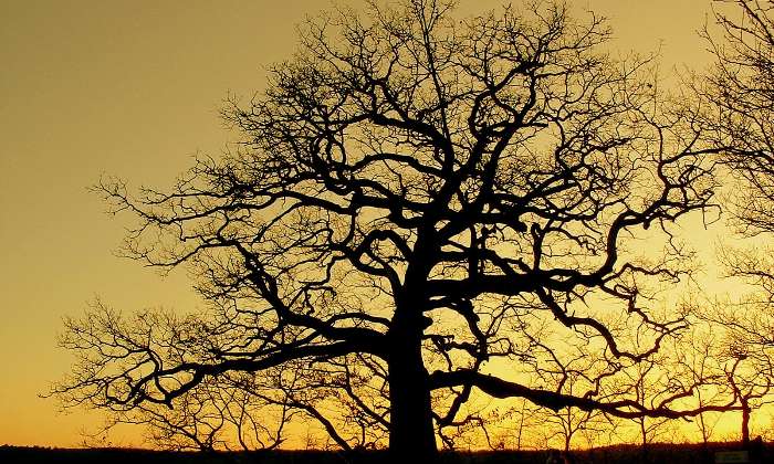 Puzzle Vieux chêne - Paysages & Fleurs - Absolu Puzzle