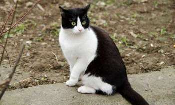 Puzzle 5758 - Le chat