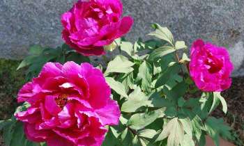 Puzzle 5470 - pivoine fushia