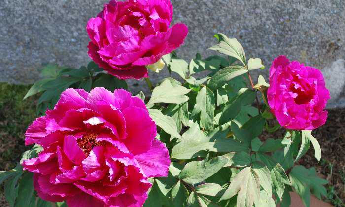 Puzzle pivoine fushia
