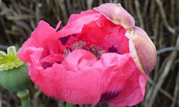 Puzzle 12138 - pavot rose