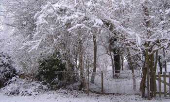 Puzzle 11468 - bois sous la neige