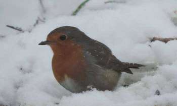 Puzzle 5486 - rouge-gorge dans la neige