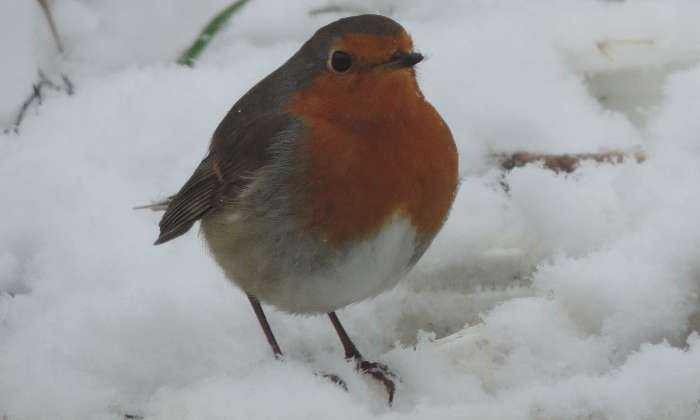 Puzzle rouge-gorge en hiver