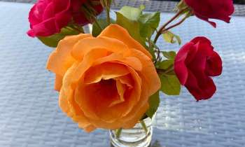 Puzzle 10592 - Roses