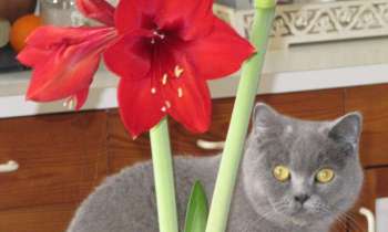 Puzzle 14433 - BlueVelvet BritishShortair