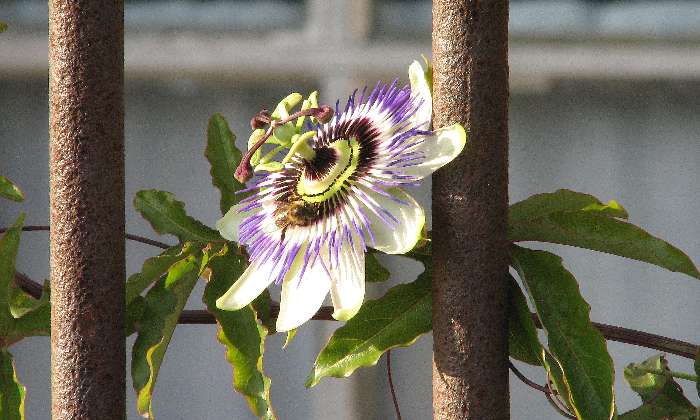 Puzzle Passiflore