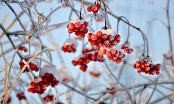 Puzzle 5454 - Fruits rouges