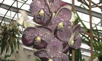 Puzzle 14177 - Orchidés