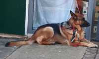 Puzzle Berger allemand