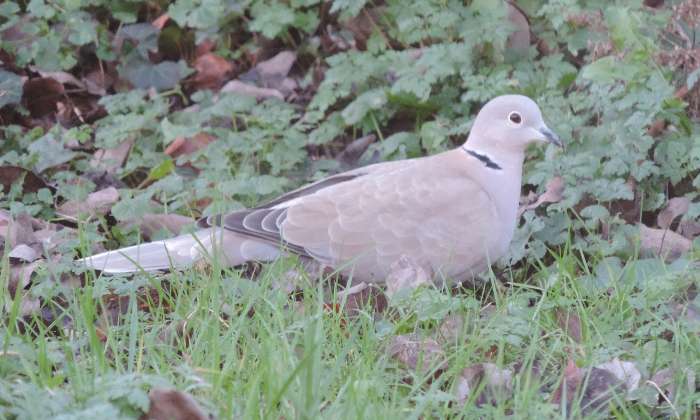 Puzzle tourterelle - Animaux - Absolu Puzzle