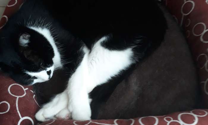 Puzzle Lucky en plein sommeil - Animaux - Absolu Puzzle