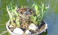 Puzzle une poule d'eau sur son nid