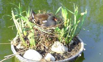 Puzzle 12241 - une poule d'eau sur son nid