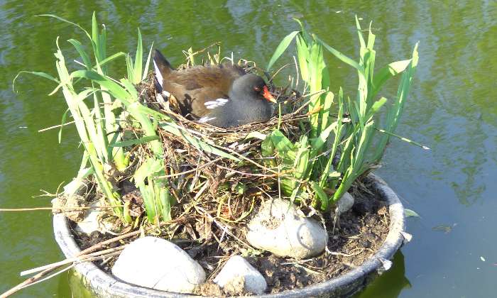 Puzzle une poule d'eau sur son nid