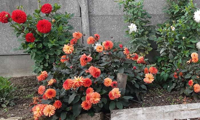 Puzzle Les dahlias