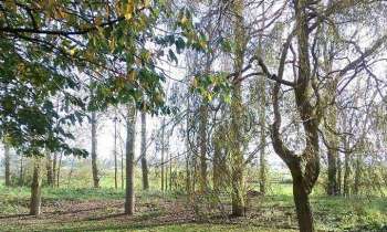 Puzzle 13982 - Les arbres