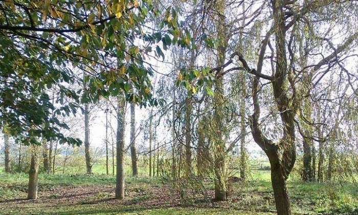 Puzzle Les arbres - Paysages & Fleurs - Absolu Puzzle