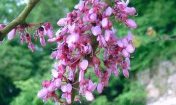 Puzzle 5512 - fleurs d'un arbre de Judée