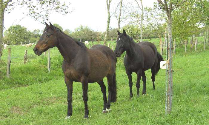Puzzle chevaux au pré