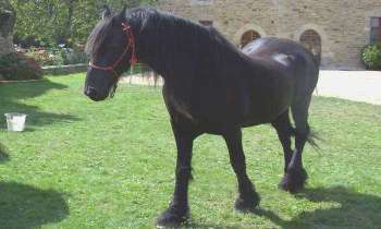 Puzzle 5595 - cheval frison