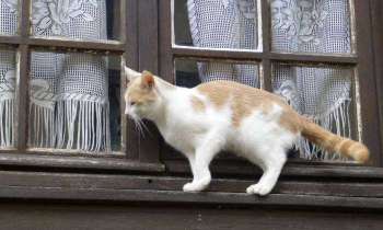 Puzzle 5575 - Chat équilibriste