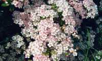 Puzzle Aubépine rosée en fleurs