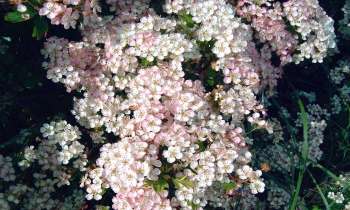 12499 | Aubépine rosée en fleurs - Dans les «Mielles» (dunes) d'Agon-Coutainville 50003