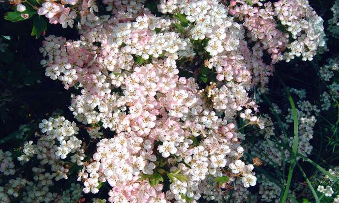 Puzzle Aubépine rosée en fleurs