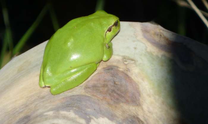 Puzzle Petite grenouille