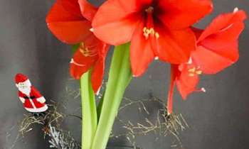 Puzzle 12325 - Les Amaryllis