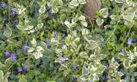 Puzzle pervenches