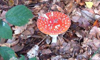 Puzzle 5601 - amanite tue-mouches