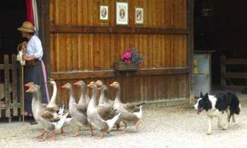 Puzzle 5566 - troupeau d'oies
