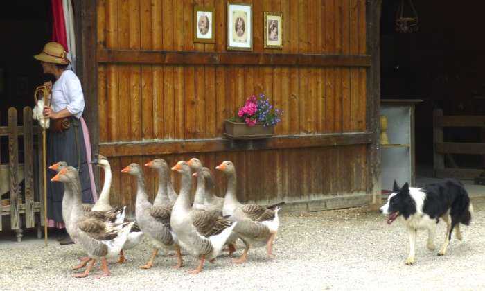 Puzzle troupeau d'oies
