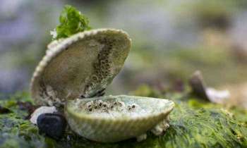 Puzzle 5490 - Coquille
