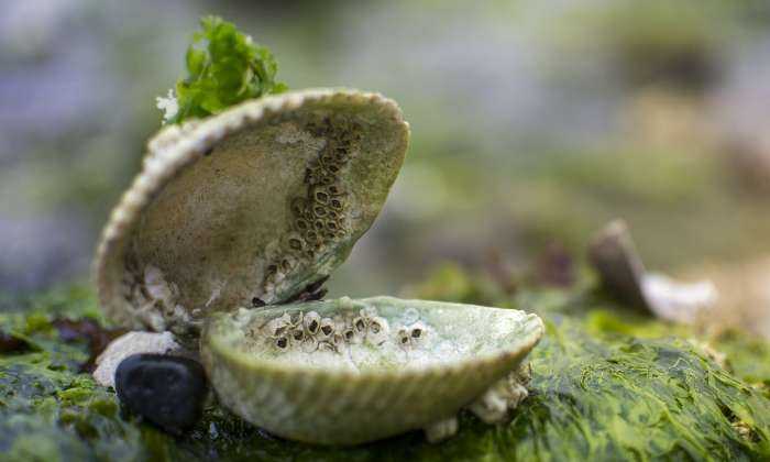 Puzzle Coquille