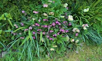 Puzzle 11992 - Le jardin