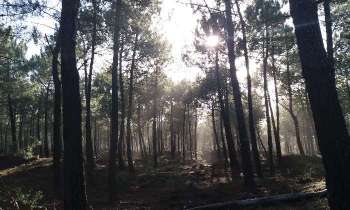 Puzzle 14397 - FORET GATSEAU