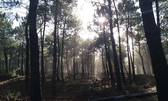 Puzzle FORET GATSEAU - Paysages & Fleurs - Absolu Puzzle